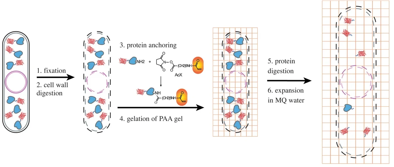 Yeast cell expansion protocoll
